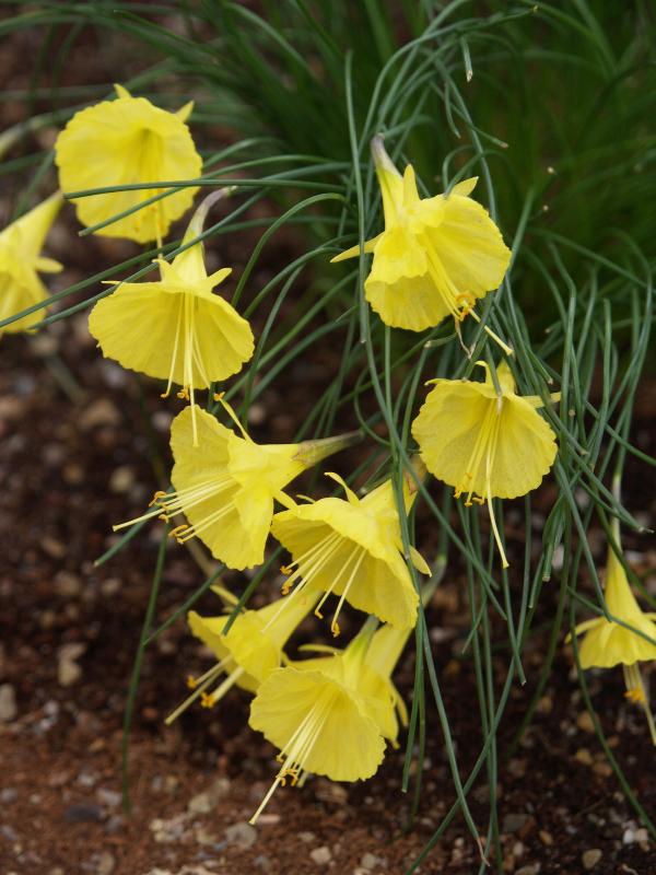 Cambridge, England: Botanic Garden: Narcissus bulbocodium Romieuxii Yellow Form