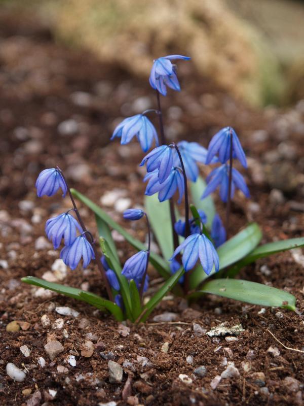 Cambridge, England: Botanic Garden: Scilla ingridae