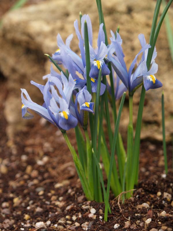Cambridge, England: Botanic Garden: Iris reticulata 'Cantab'