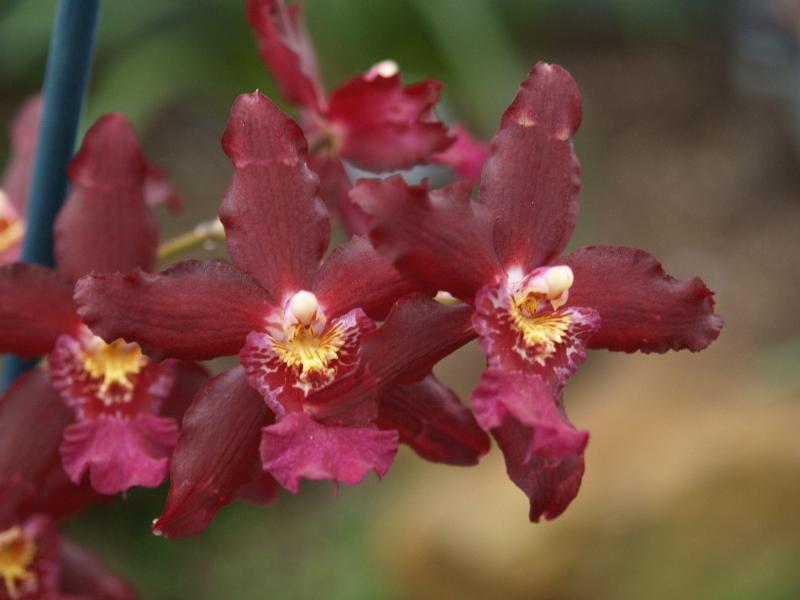Cambridge, England: Botanic Garden: Orchid (Wilsonara 'Purple Rain')
