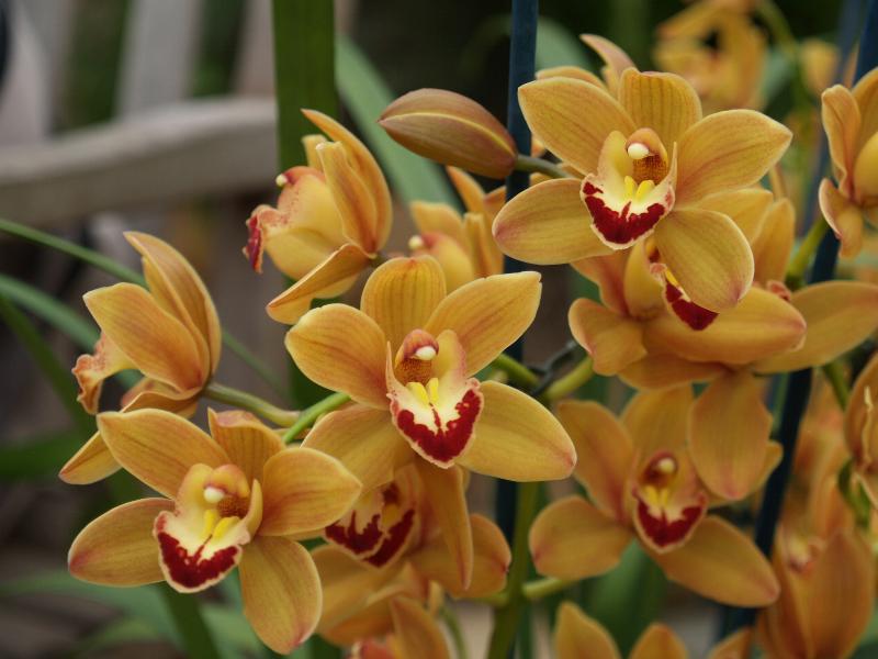 Cambridge, England: Botanic Garden: Orchid (Cymbidium Latigo 'Cooksbridge Sunset')