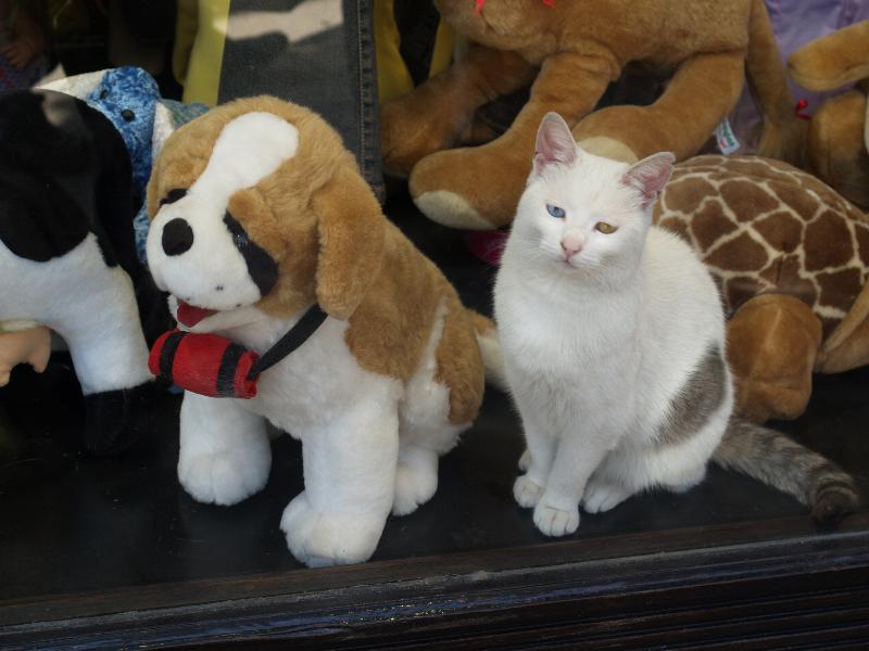 Istanbul, Turkey: Fuat Pasha Caddesi: real (one blue, one yellow-eyed white Van) cat with toy dog