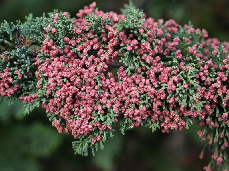 Cambridge, England: Peterhouse: cypress with red male flowers