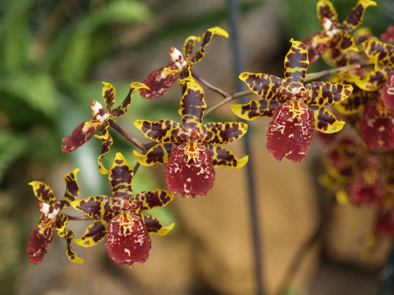 Cambridge, England: Botanic Garden: Orchid (Colmanara Wildcat)