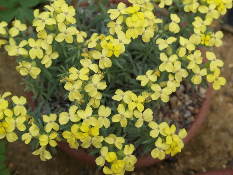 Cambridge, England: Botanic Garden: Degenia velebitica
