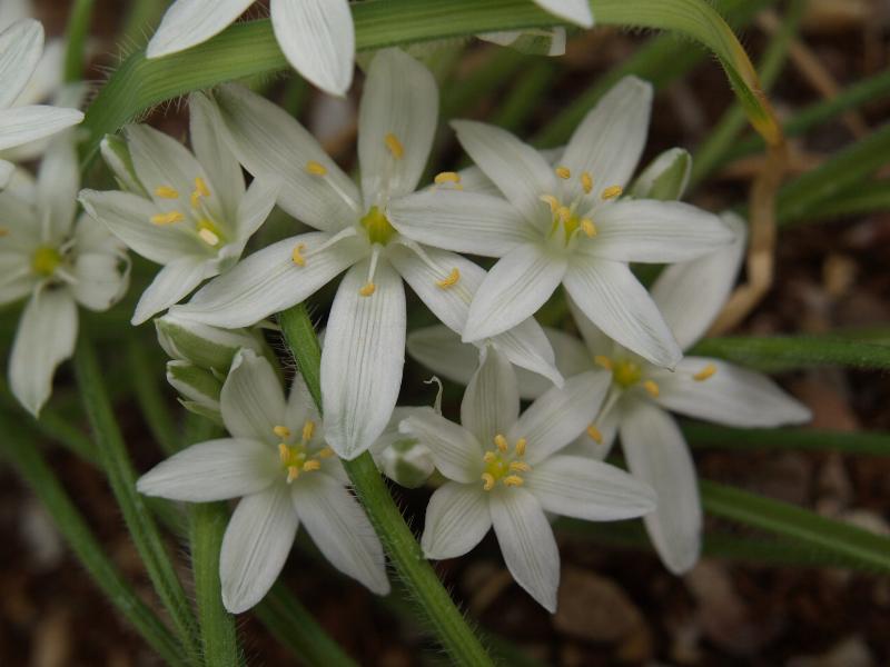Cambridge, England: Botanic Garden: Ornithogalum fimbriatum