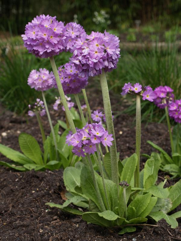 Cambridge, England: Botanic Garden: Drumstick primula (Primula denticulata)