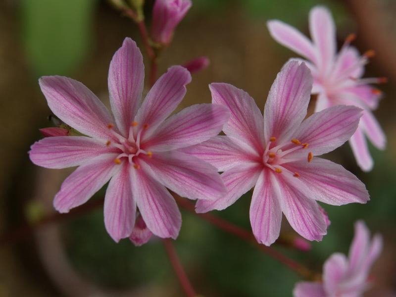 Cambridge, England: Botanic Garden: Lewisia cotyledon var. heckneri