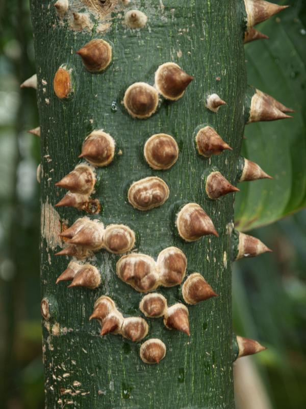 Cambridge, England: Botanic Garden: Costus englerianus K. Schum. bark