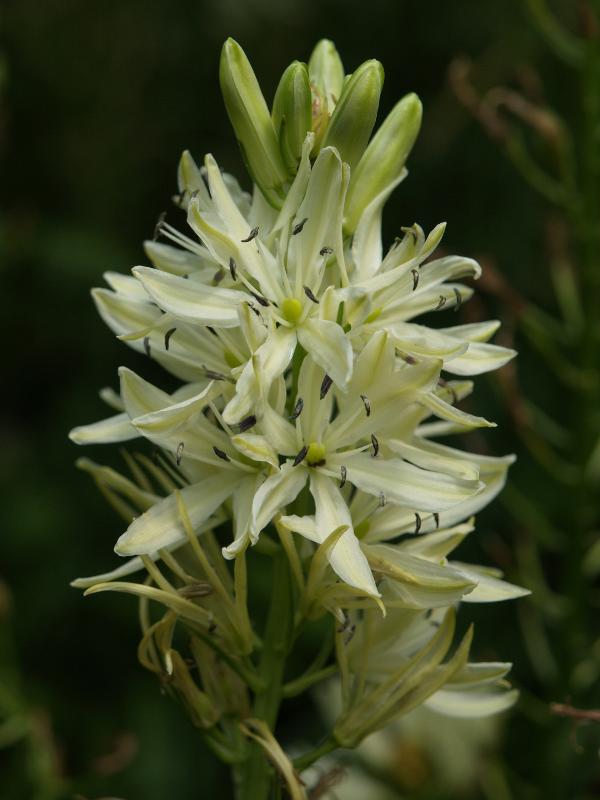 Cambridge, England: Botanic Garden: Camassia leichtlinii