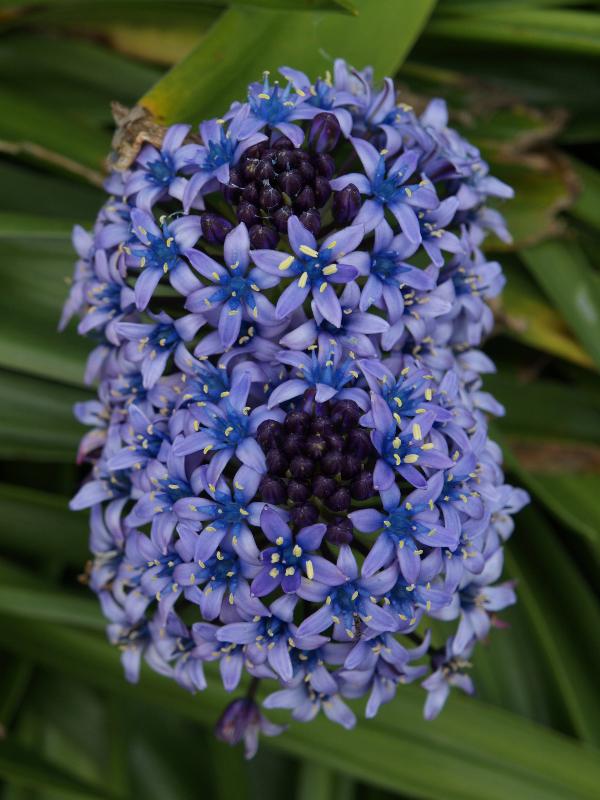 Cambridge, England: Botanic Garden: Peruvian scilla (Scilla peruviana)