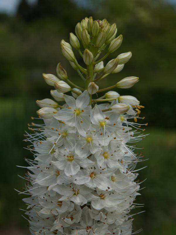Cambridge, England: Botanic Garden: Foxtail Lily (Eremurus himalaicus)