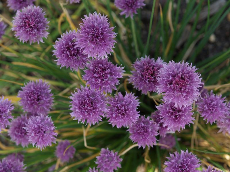 Cambridge, England: Botanic Garden: Chives (Allium schoenoprasum)