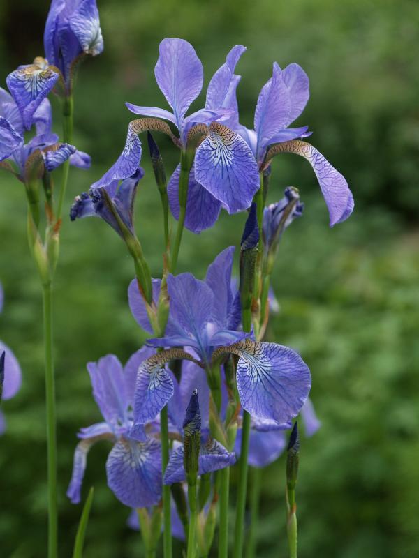 Cambridge, England: Botanic Garden: Iris sibirica 'Dragonfly'
