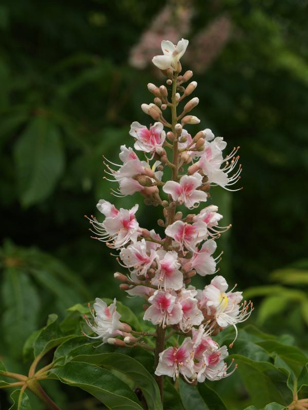 Cambridge, England: Botanic Garden: Indian Horse Chestnut (Aesculus indica) flowers
