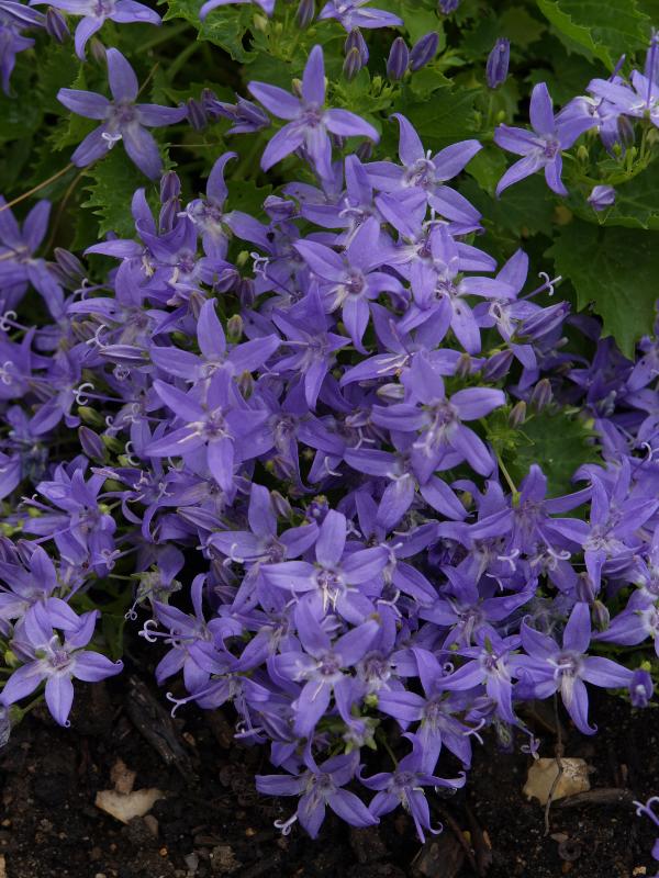 Cambridge, England: Botanic Garden: Campanula fenestrellata