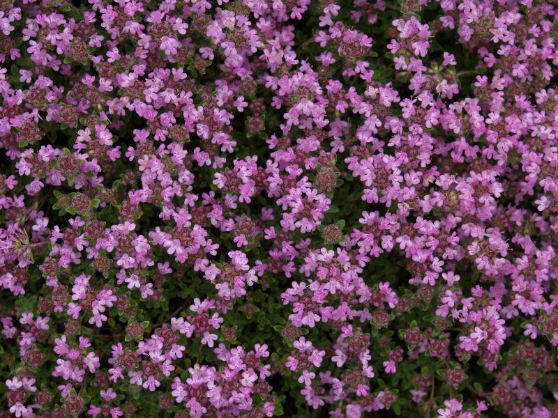 Cambridge, England: Botanic Garden: Thyme (Thymus)