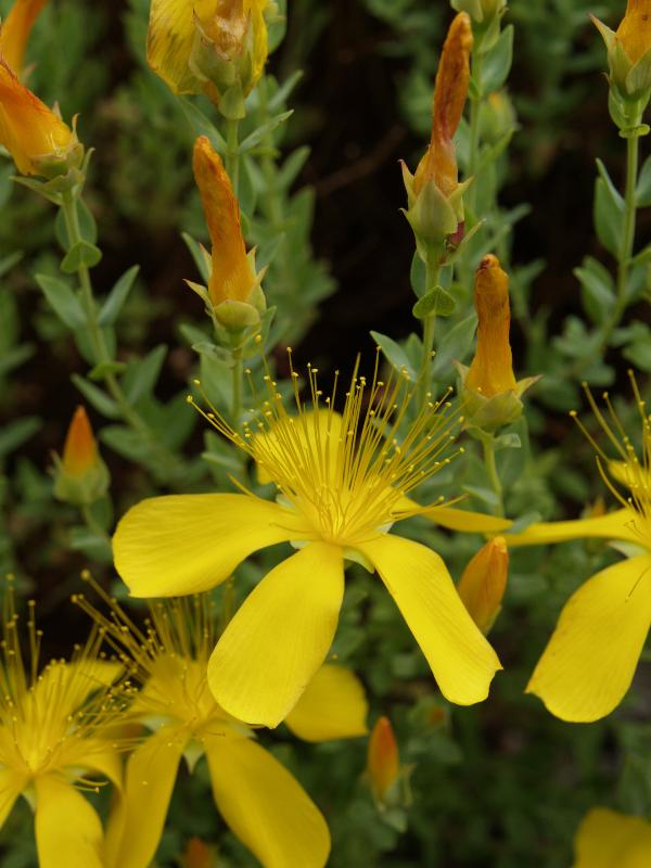 Cambridge, England: Botanic Garden: Hypericum flower