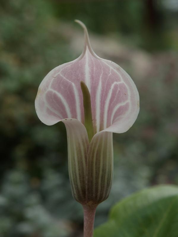 Cambridge, England: Botanic Garden: Arisaema candidissimum