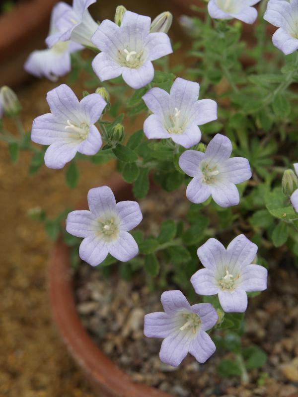 Cambridge, England: Botanic Garden: Zois' Bellflower (Campanula zoysii)