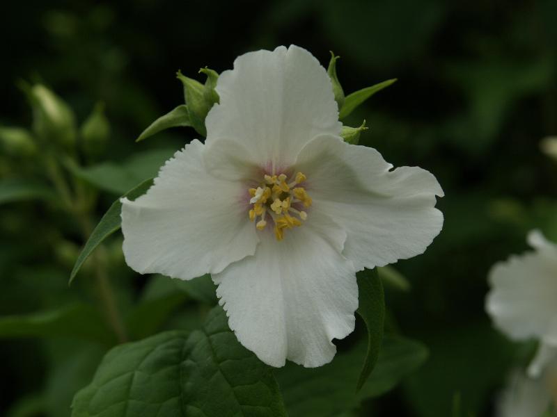 Cambridge, England: Botanic Garden: Mock Orange (Philadelphus)