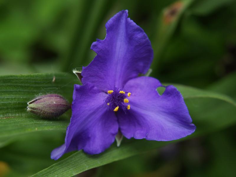 Cambridge, England: Botanic Garden: Tradescantia virginiana 'Purple Dome'