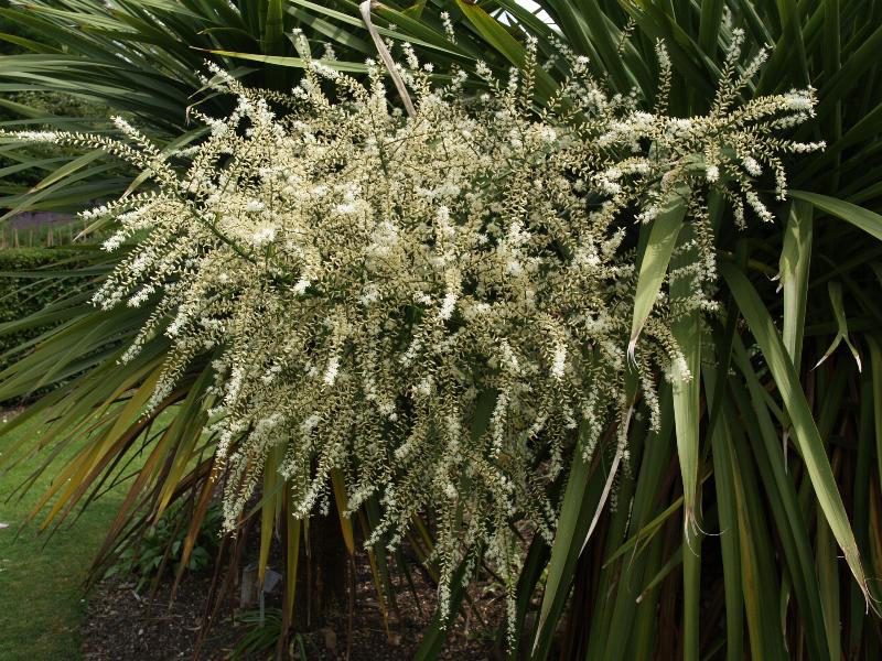 Cambridge, England: Botanic Garden: Cabbage Tree (Cordyline australis)