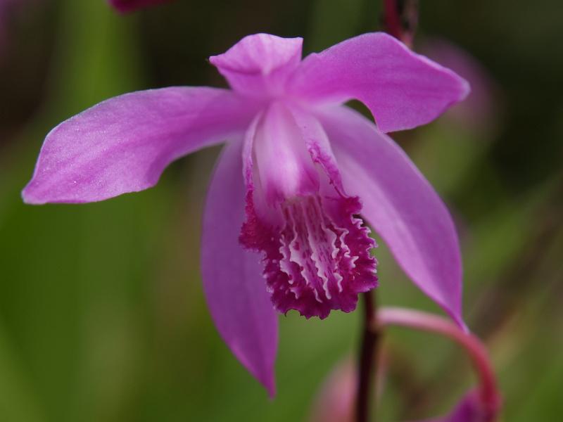 Cambridge, England: Botanic Garden: Chinese Ground Orchid (Bletilla striata)