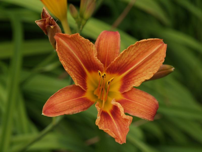 Cambridge, England: Botanic Garden: Orange Day Lily (Hemerocallis fulva)