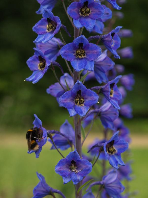 Cambridge, England: Botanic Garden: Delphinium semibarbatum (with bee)