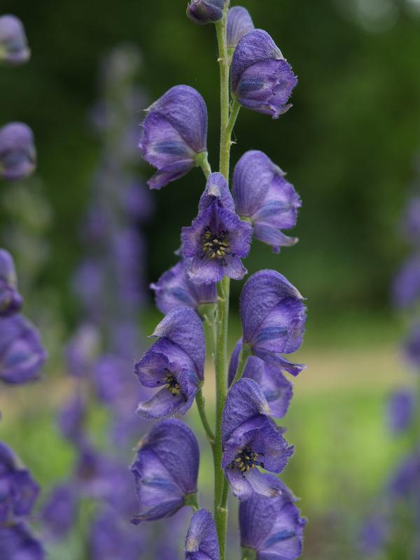 Cambridge, England: Botanic Garden: Aconitum hemsleyanum