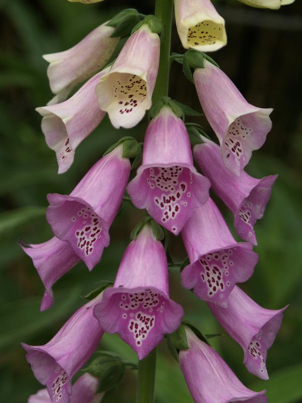 Cambridge, England: Botanic Garden: Foxglove (Digitalis)