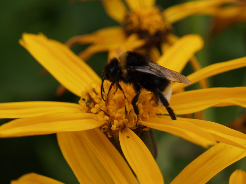 Cambridge, England: Botanic Garden: bee on Ligularia japonica