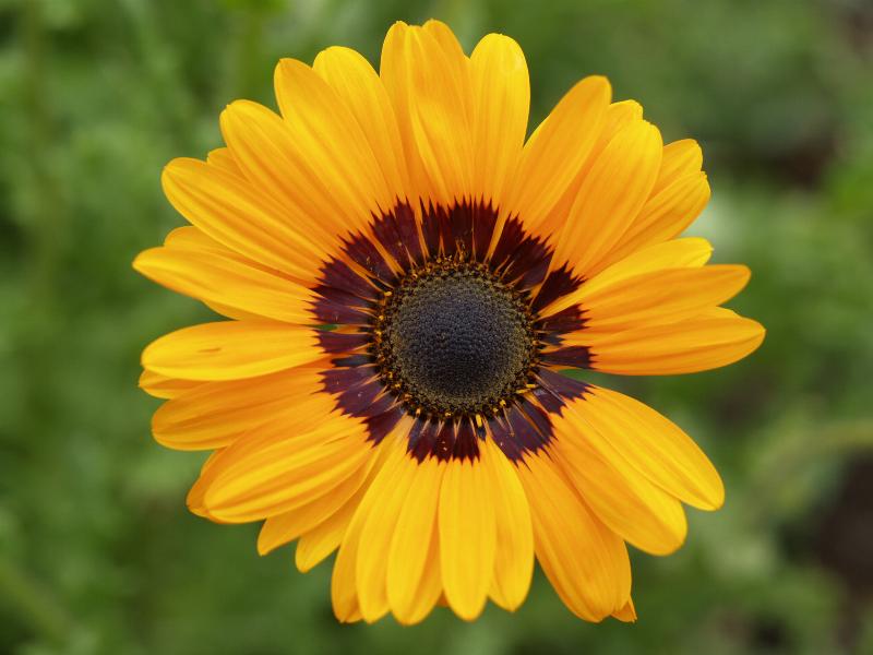 Cambridge, England: Botanic Garden: African Daisy (Arctotis fastuosa)