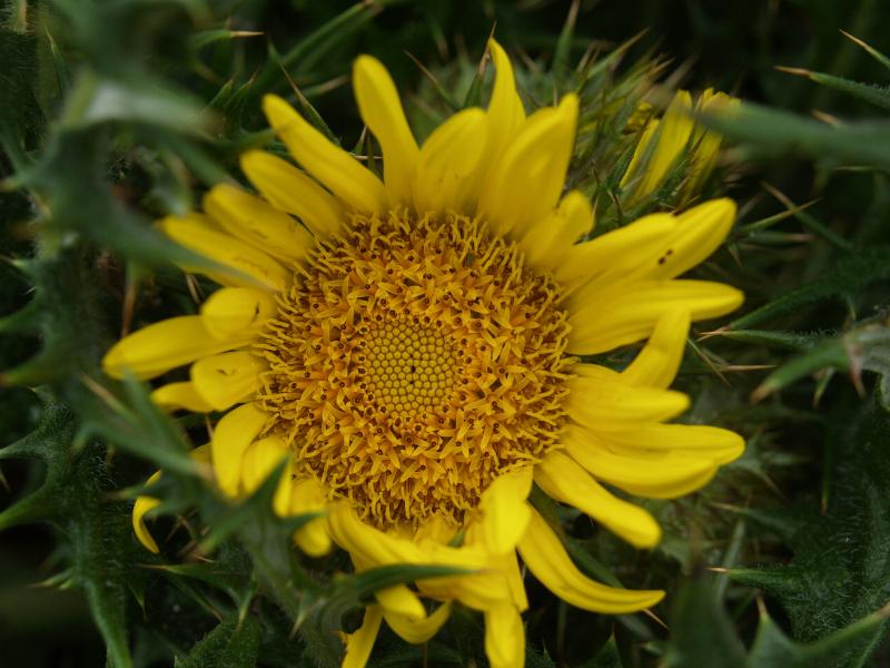 Cambridge, England: Botanic Garden: Spiny Berg Thistle (Stobaea or Berkheya multijuga) (or radula???)