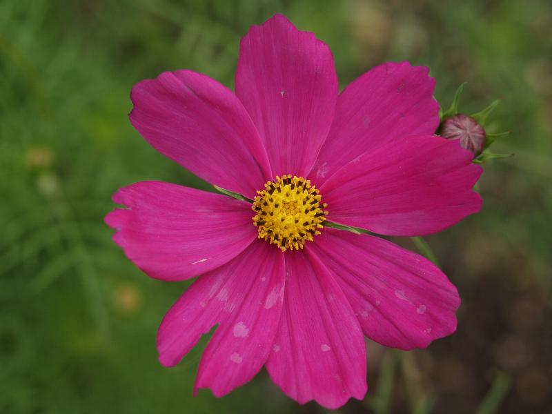 Cambridge, England: Botanic Garden: Cosmos 'Early Sensation'