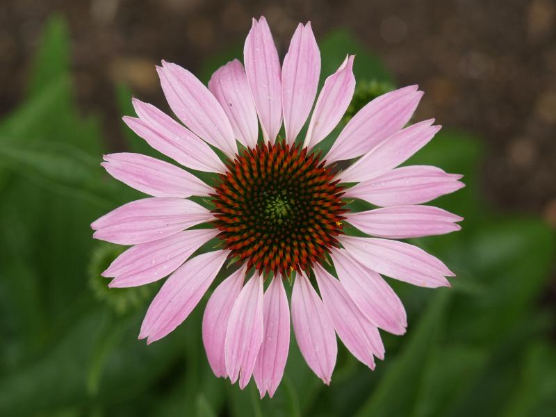 Cambridge, England: Botanic Garden: Purple Coneflower (Echinacea purpurea)