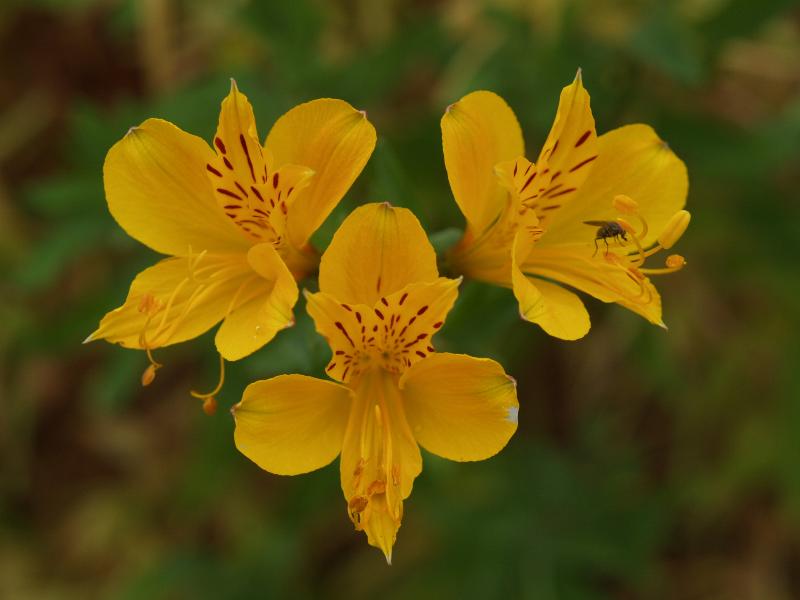 Cambridge, England: Botanic Garden: Peruvian Lily (Alstroemeria aurea)