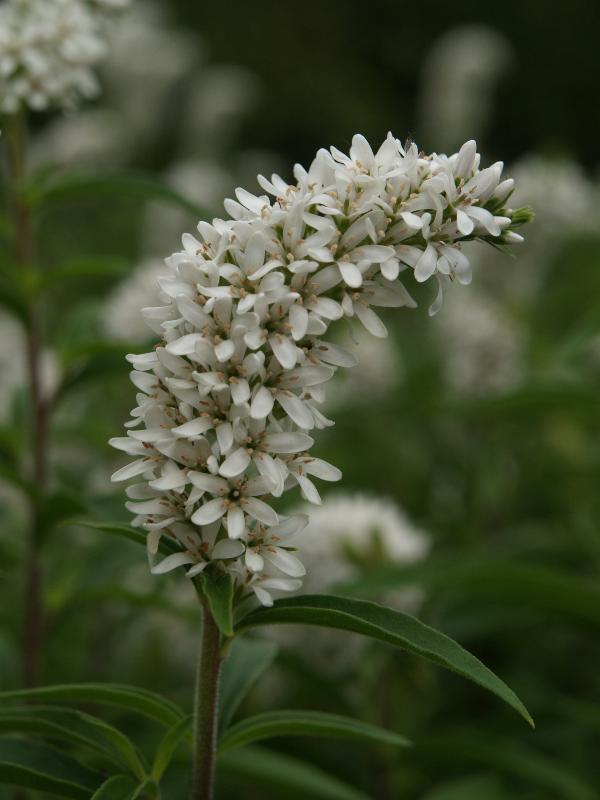 Cambridge, England: Botanic Garden: Lysimachia clethroides