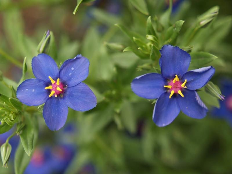 Cambridge, England: Botanic Garden: Anagallis 'Blue'