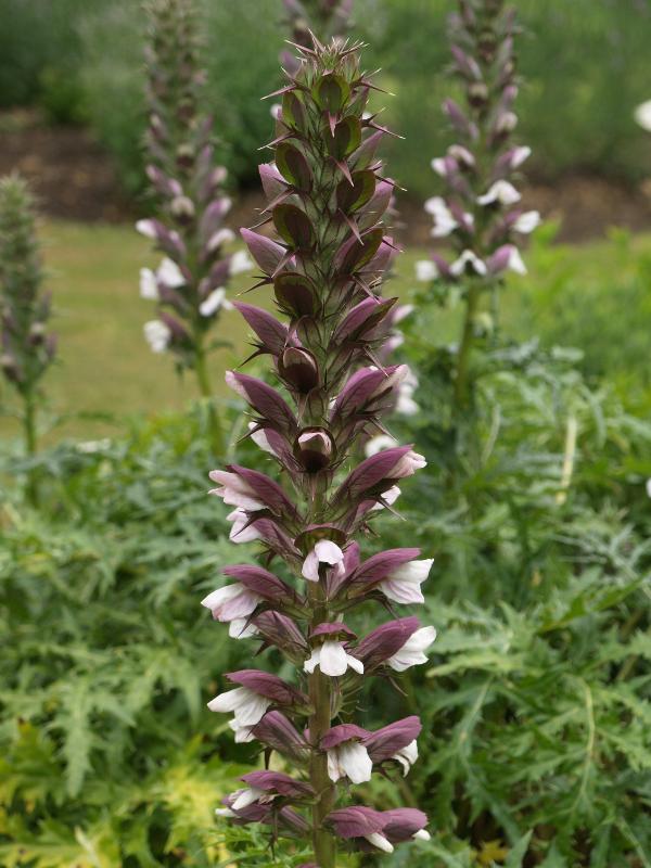 Cambridge, England: Botanic Garden: Bear's Breeches (Acanthus spinosus)