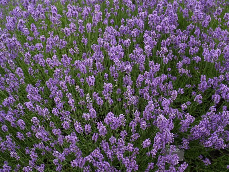 Cambridge, England: Botanic Garden: Munstead Lavender (Lavandula angustifolia 'Munstead')
