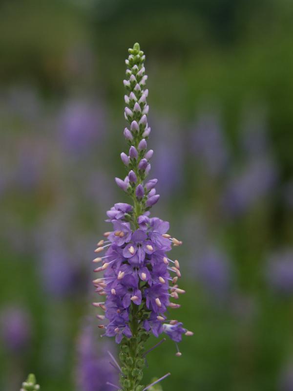 Cambridge, England: Botanic Garden: Veronica longifolia