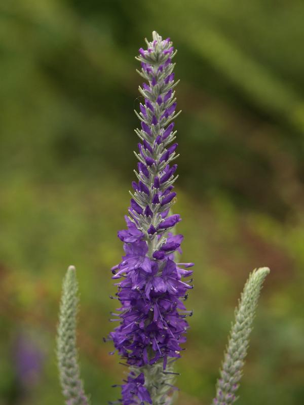Cambridge, England: Botanic Garden: Silver Speedwell (Veronica incana)
