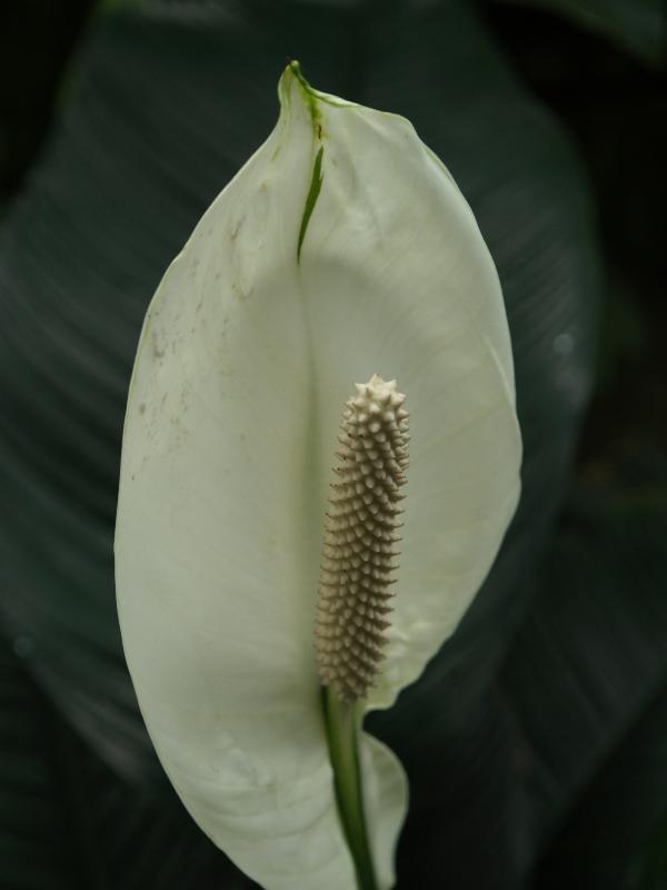 Cambridge, England: Botanic Garden: Peace Lily (Spathiphyllum)