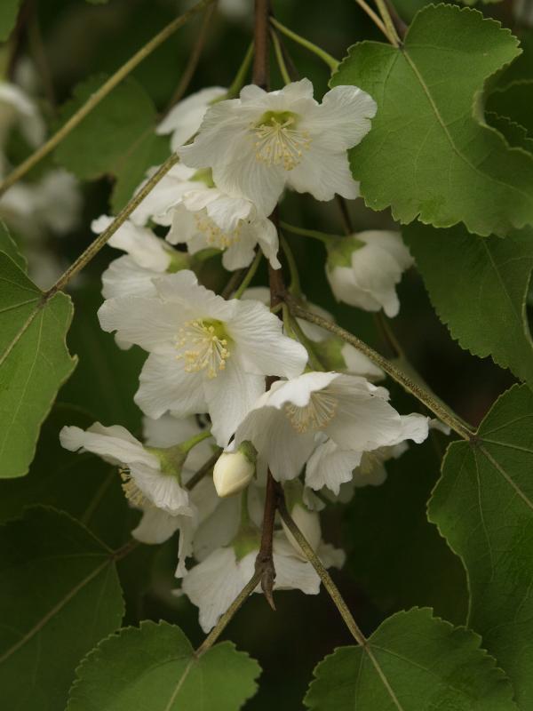 Cambridge, England: Botanic Garden: Mountain Ribbonwood (Hoheria glabrata)