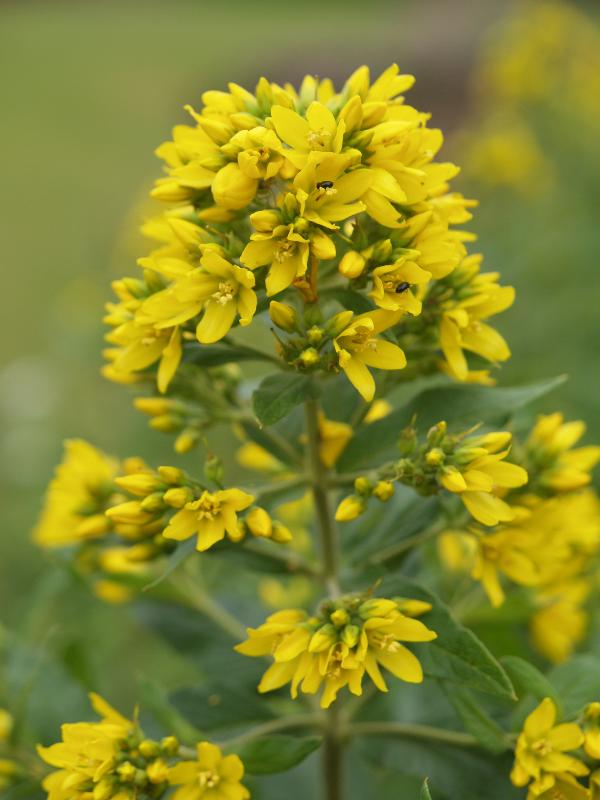 Cambridge, England: Botanic Garden: Yellow Loosestrife (Lysimachia vulgaris)