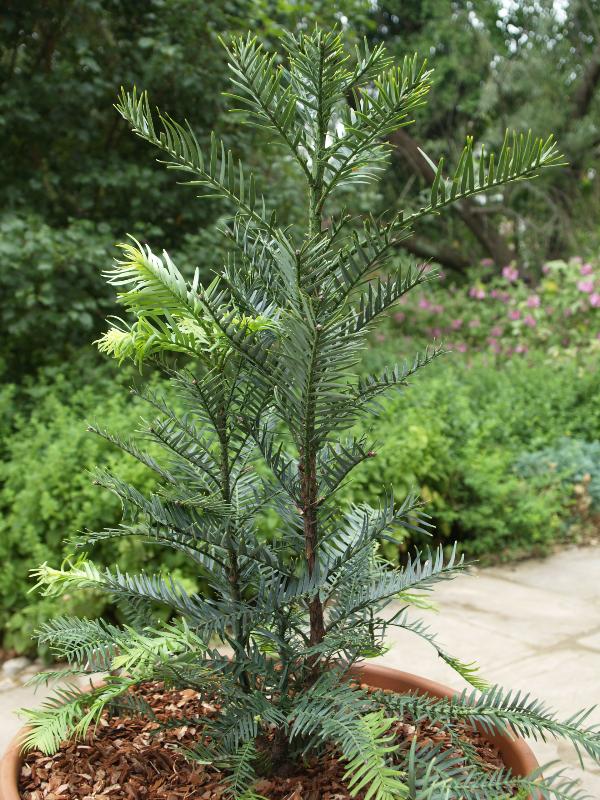 Cambridge, England: Botanic Garden: Wollemi Pine (Wollemia nobilis)