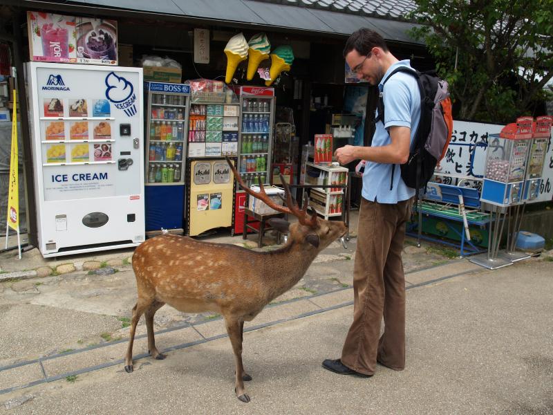 Nara, Japan: deer begging for food