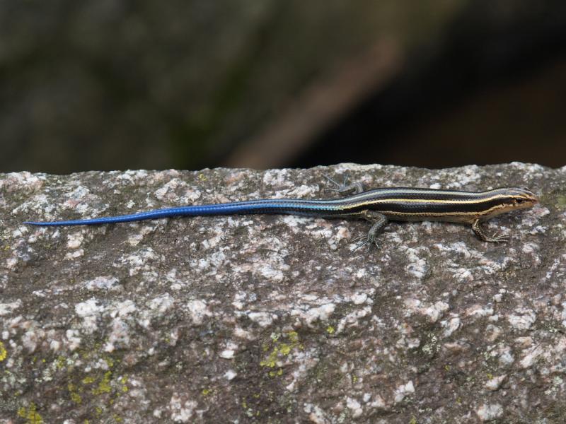Nara, Japan: Nigatsu-do Temple: lizard with blue tail